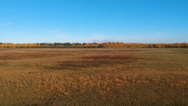空中风景 秋天的早晨飞越一片荒野 长有黄叶的远桦树林 — 图库视频影像