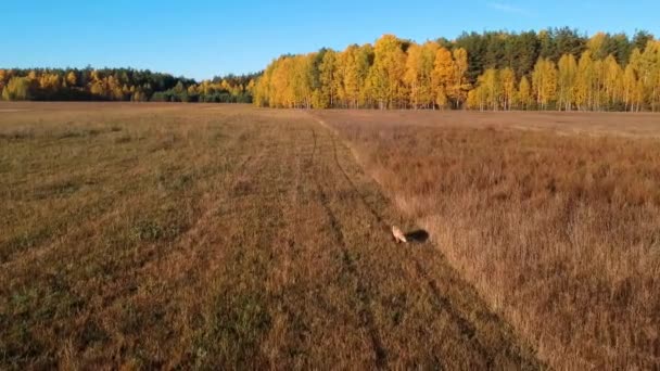 Fox Běží Přes Pole Lesního Podzimního Rána Pohled Výšky — Stock video