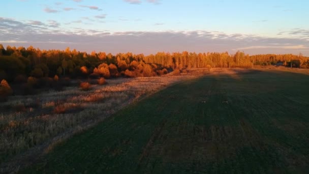 Вид Повітря Олені Втікають Ліс Полі Прекрасні Олені Осінній Вечір — стокове відео