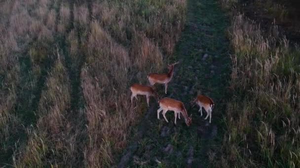 Aerial View Deer Eating Grass Field Beautiful Deer Autumn Evening — Stock Video