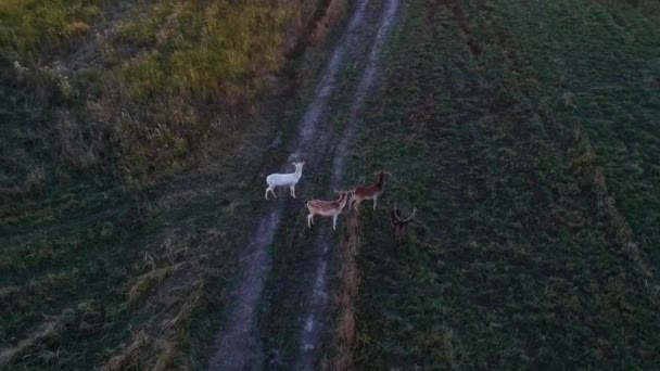 Aerial View Deer Eating Grass Field Beautiful Deer Autumn Evening — Stock Video