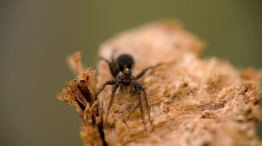 Bir örümceğin ayağını hareket ettirdiği makro video.