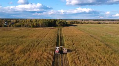 Bir kuşun gözünden mısır topluyorum. Hasatçı ve KAMAZ sonbaharda bir tarlada mısır topluyor..
