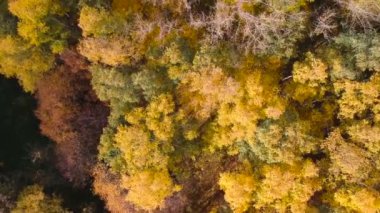 Hava manzarası: Turuncu huş ağaçlarıyla sonbahar ormanı üzerinde uçmak