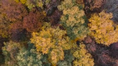 Hava manzarası: Turuncu huş ağaçlarıyla sonbahar ormanı üzerinde uçmak