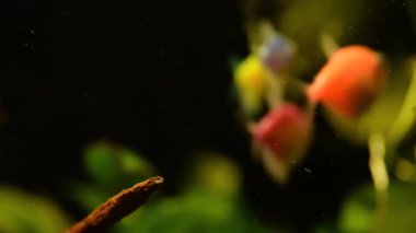 Akvaryumdaki alglerden gelen renkli balıkların sualtı dünyası. Su altı dünyasının güzel arka planı.