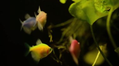 Akvaryumdaki alglerden gelen renkli balıkların sualtı dünyası. Su altı dünyasının güzel arka planı.