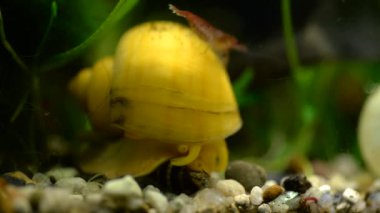 Akvaryumdaki salyangoz ampulyarii, algler ve karideslerin arasında.