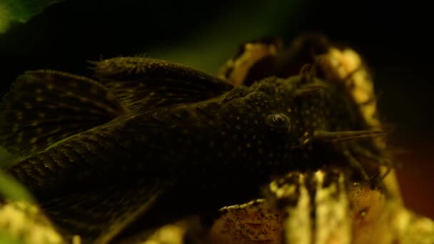Silure Dans Aquarium Repos Est Caché Dans Une Grotte Macro — Video