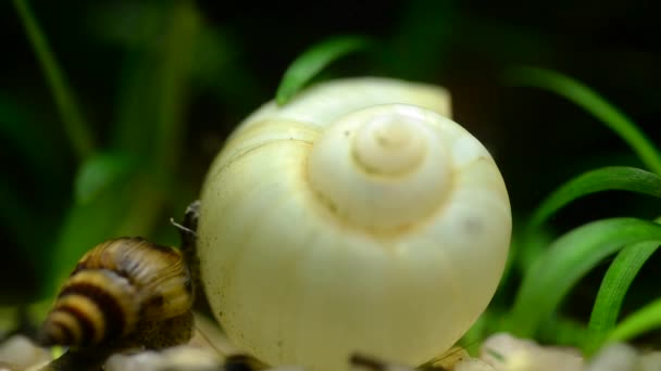 Makro Video Helena Schnecke Aquarium Kriecht Auf Felsen Und Muscheln — Stockvideo