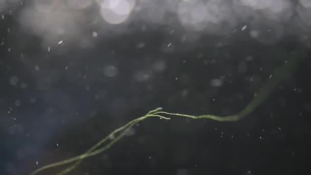 Abstrakter Hintergrund Von Blasen Makro Des Wasseraquariums — Stockvideo