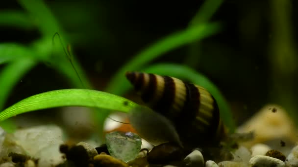 Macro Vidéo Escargot Helena Dans Aquarium Rampant Sur Les Rochers — Video