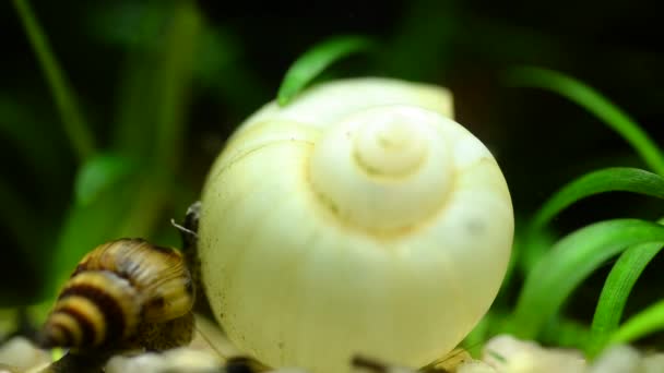 Macro Video Helena Caracol Acuario Arrastrándose Sobre Rocas Conchas — Vídeo de stock