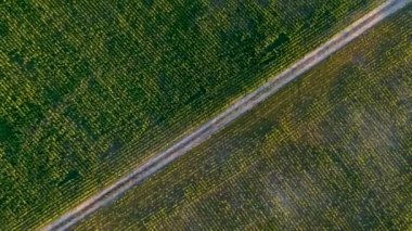 Hava görüntüsü: Mısır tarlaları arasında yaz akşamı yol