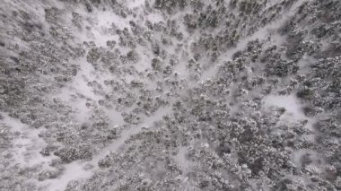 Karda ağaçların arasında, yüksek bir yerden kış yolu. Kış ormanında karda çam ağaçları