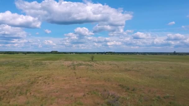 Vista Aérea Campo Milho Com Brotos Jovens — Vídeo de Stock