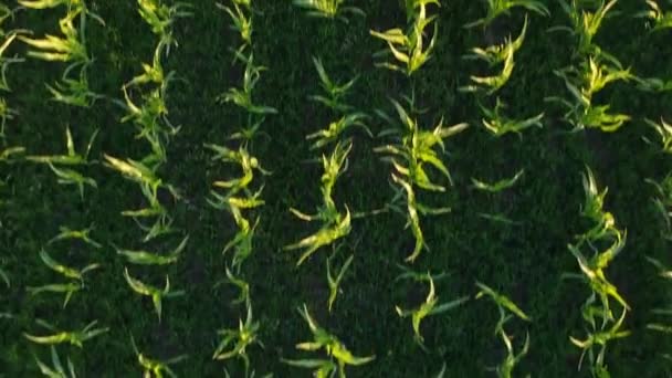 Aerial View Corn Field Young Sprouts — Stock Video