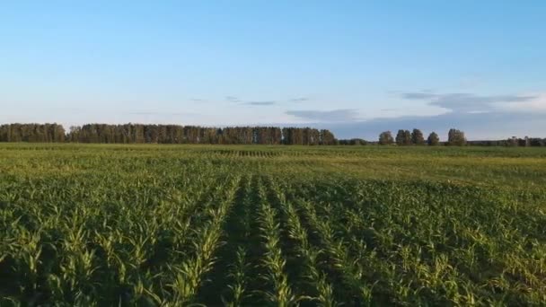 Luchtfoto Maïsveld Met Jonge Spruiten — Stockvideo