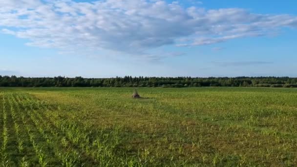 Luftaufnahme Maisfeld Mit Jungen Sprossen — Stockvideo