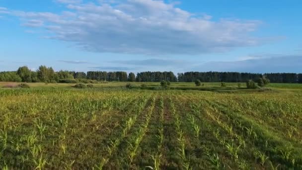 Luchtfoto Maïsveld Met Jonge Spruiten — Stockvideo