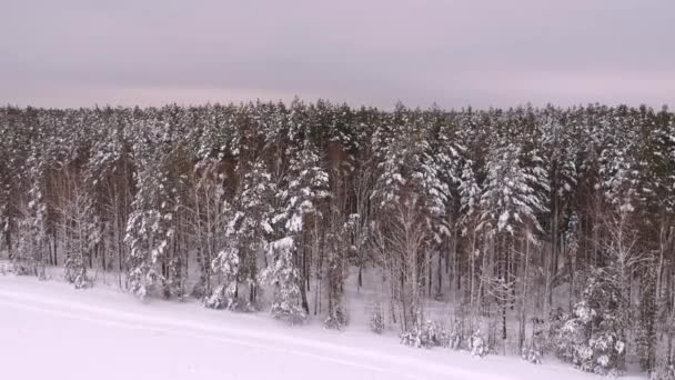 Alberi Nella Neve Altezza Pini Nella Neve Nella Foresta Invernale — Video Stock