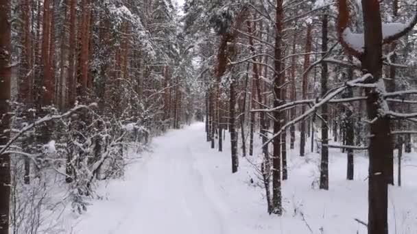 Χειμερινός Δρόμος Ανάμεσα Στα Δέντρα Στο Χιόνι Από Ύψος Πεύκα — Αρχείο Βίντεο