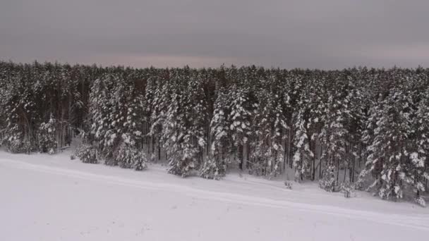 Δέντρα Στο Χιόνι Από Ύψος Πεύκα Στο Χιόνι Στο Δάσος — Αρχείο Βίντεο