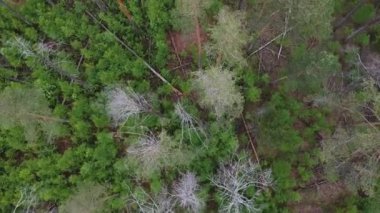Baharda eski çam ağaçları ve ölü ormanın kuş bakışı manzarası. Eski ormandaki genç ağaçlar