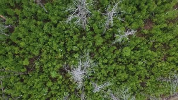 Het Uitzicht Vanuit Het Vogelperspectief Dood Bos Met Oude Pijnbomen — Stockvideo