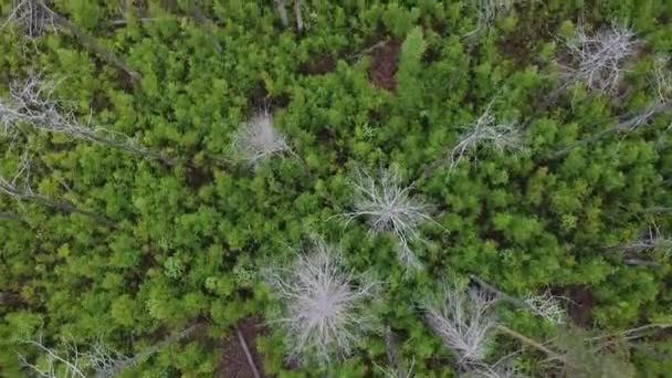 View Bird Eye View Dead Forest Old Pine Trees Spring — Stock Video