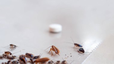 Hamamböcekleri oltaya takılır ve yapışkan zemine yapışır..