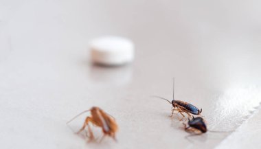 Hamamböcekleri oltaya takılır ve yapışkan zemine yapışır..