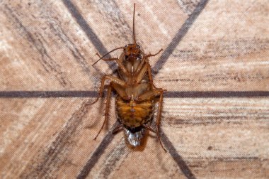 Yerde ölü hamam böceği var.