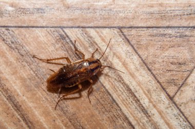 Hamamböceği yerde sürünüyor.