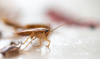 Bir hamamböceğinin makro fotoğrafı.
