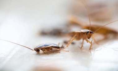 Bir hamamböceğinin makro fotoğrafı.