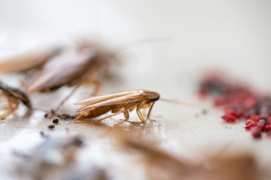 Bir hamamböceğinin makro fotoğrafı.