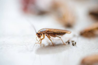 Makro fotoğraf kahverengi hamamböceği, büyük bıyıklı.