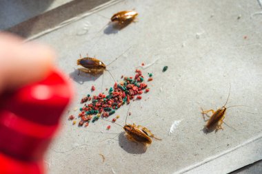 Kapanda hamamböcekleri öldürücü sprey.