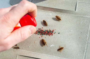 Kapanda hamamböcekleri öldürücü sprey.