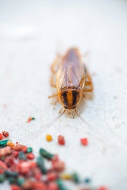 Hamamböcekleri yem ile bir tuzağa sürünecekler. Hamamböcekleri yapışkan bir tuzağa düştü..