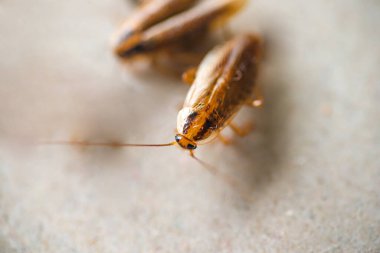Bir hamamböceğinin makro fotoğrafı mükemmel kalitede. Haşere Kontrol.