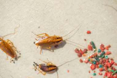 Hamamböcekleri oltaya geldi ve yapıştırıcı ile yapıştırılmış olarak yüzeye yapıştı.