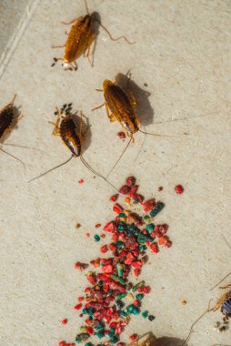 Hamamböcekleri oltaya geldi ve yapıştırıcı ile yapıştırılmış olarak yüzeye yapıştı.