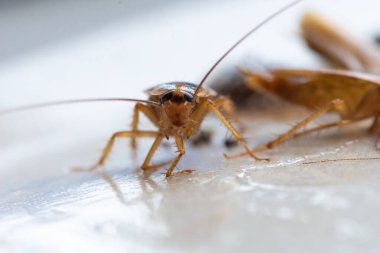 Bir hamamböceğinin makro fotoğrafı.