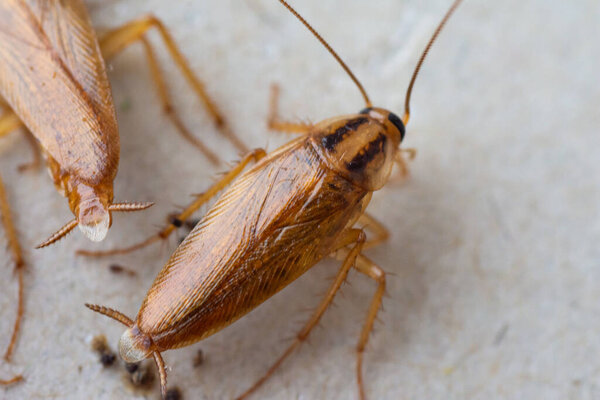 macro photo of a cockroach close up