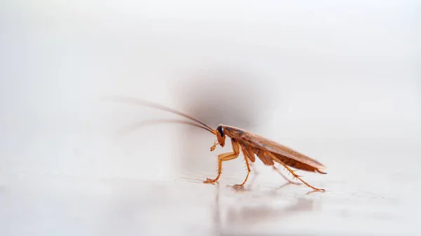 Barata Marrom Rastejando Superfície — Fotografia de Stock