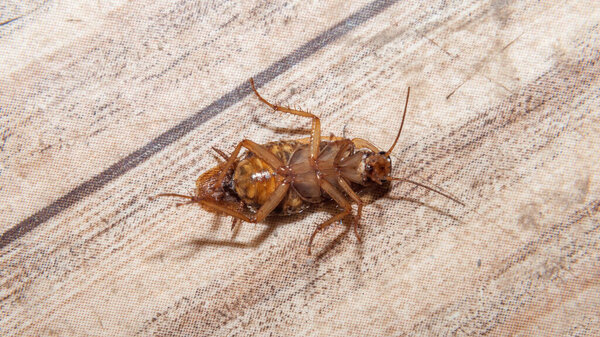 мертвый таракан на полу