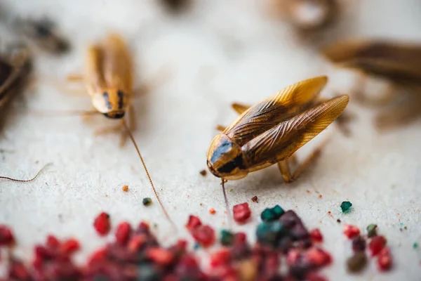 餌に這うゴキブリのマクロ写真 — ストック写真