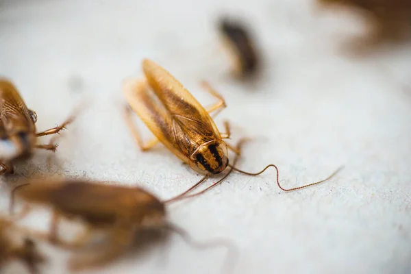 ゴキブリのマクロ写真 — ストック写真